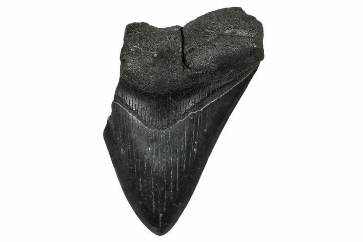 Partial Fossil Megalodon Tooth - South Carolina #374262